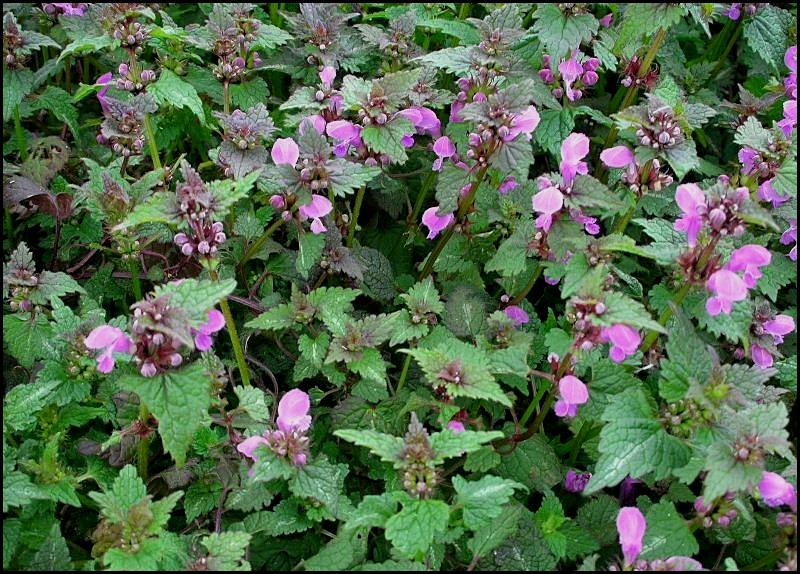 Lamium maculatum / Falsa-Ortica macchiata